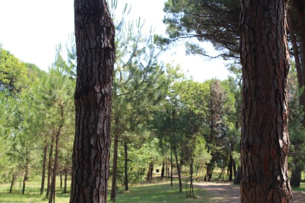 hotel cesenatico vicino al mare