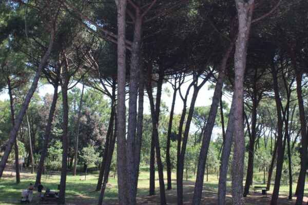 hotel cesenatico zadina fronte pineta