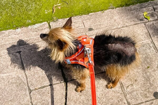 pet hotel cesenatico